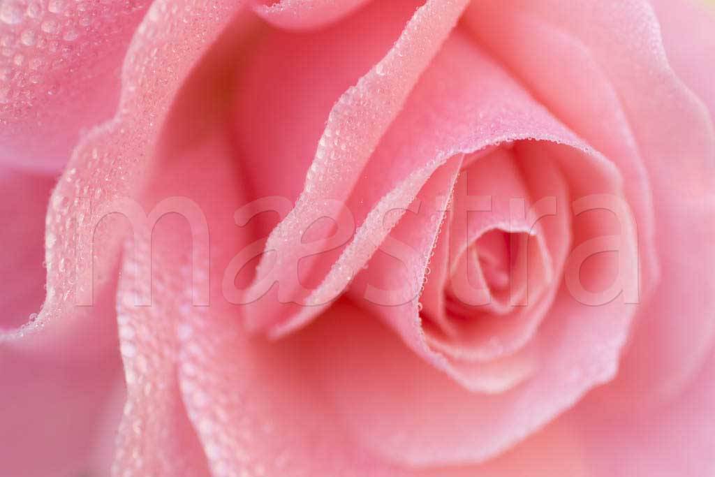 Фотообои Нежная розовая роза
