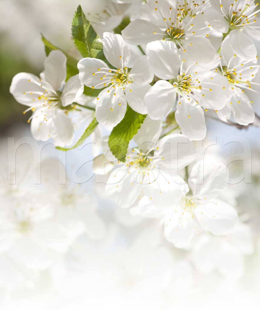 Стоковые фотографии по запросу Flower vessel