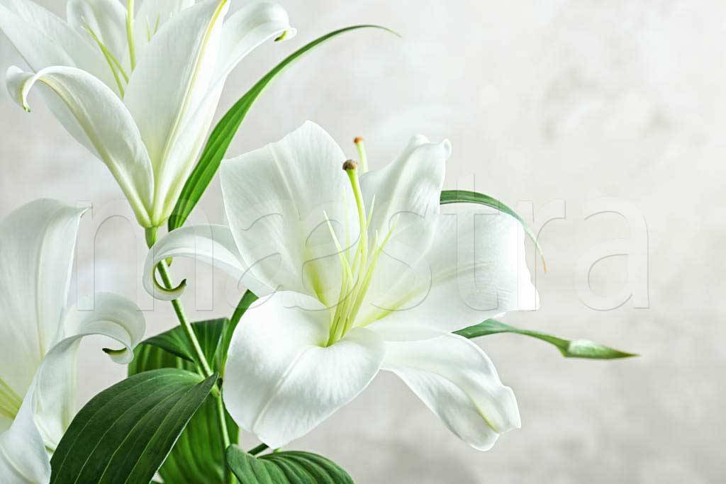 Фотообои Белые лилии роскошные