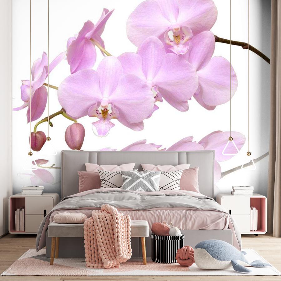 фотообои ветка орхидеи на светлом фоне 10-150