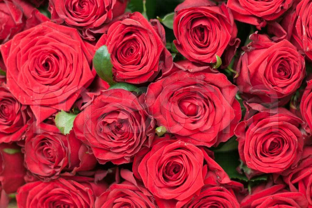 Фотообои Красные розы красивые