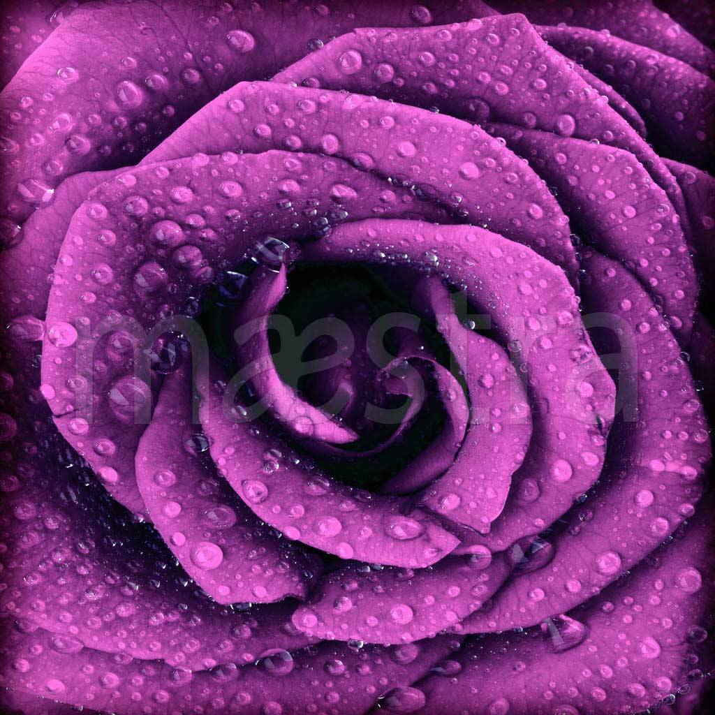 Фотообои фиолетовая роза с каплями росы
