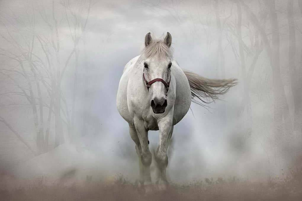 Фотообои Лошадь в тумане