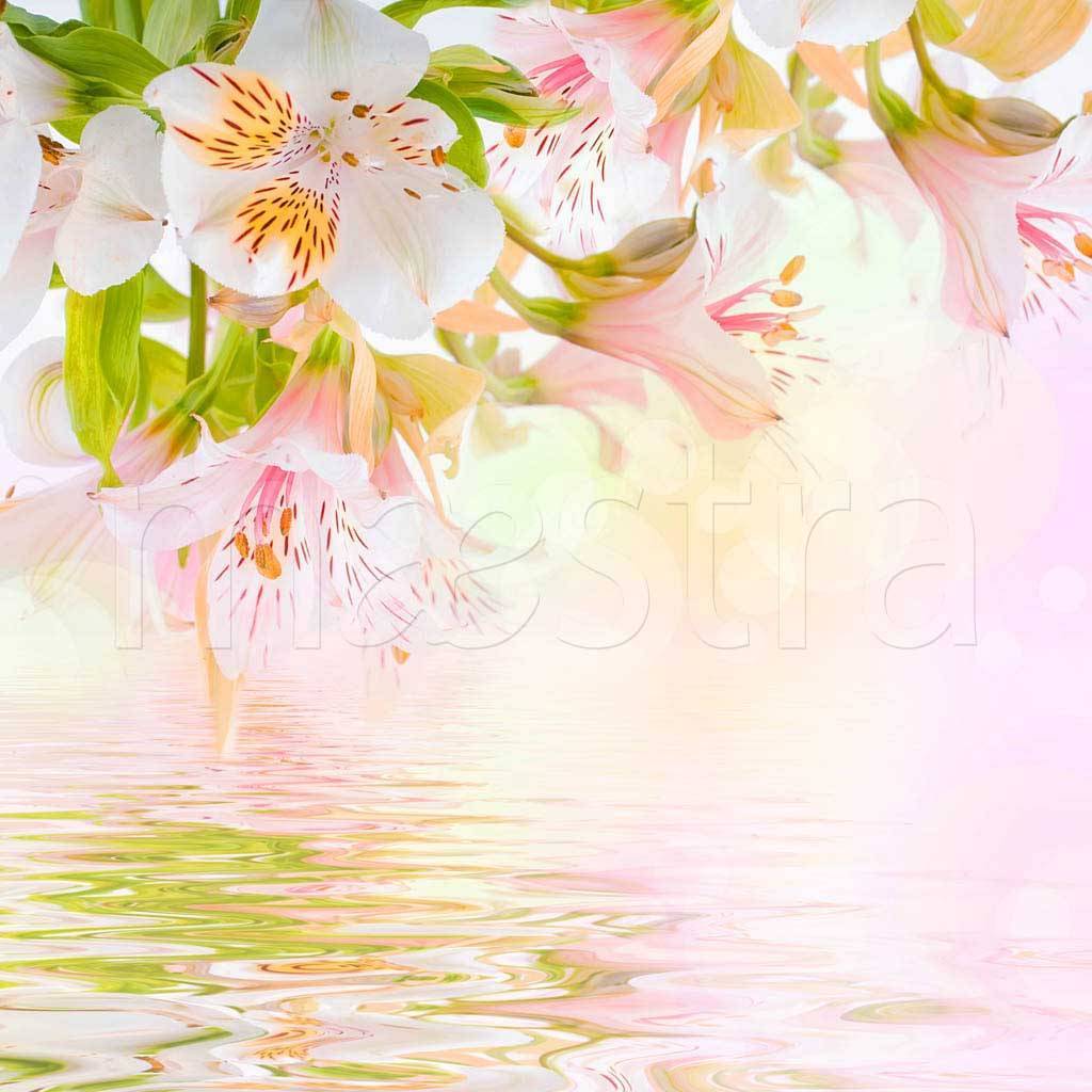 Фотообои Розовые лилии над водой