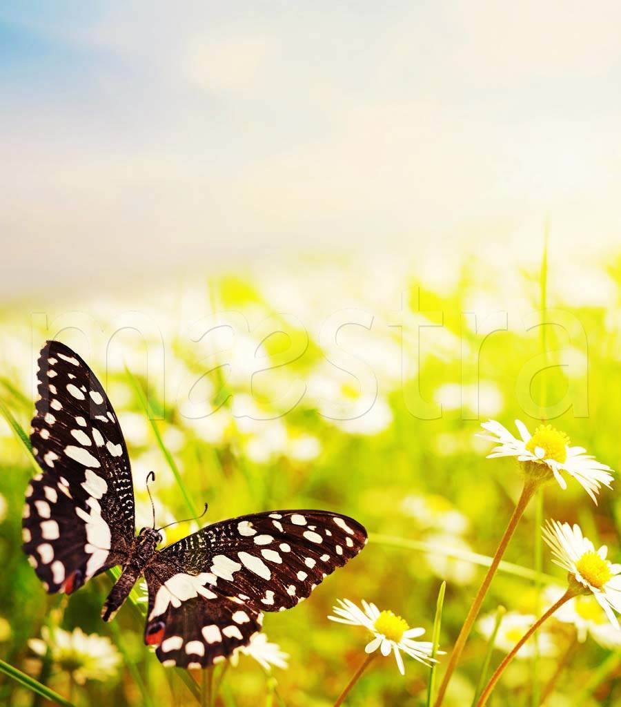 Фотообои Бабочка в желтом поле