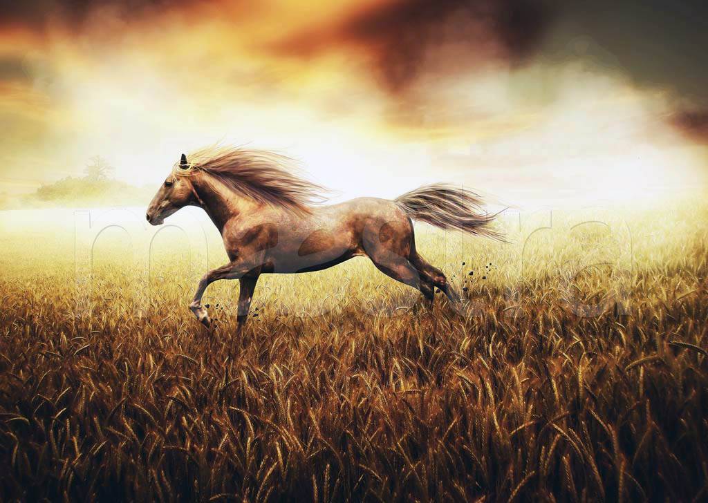 Фотообои Красивая лошадь