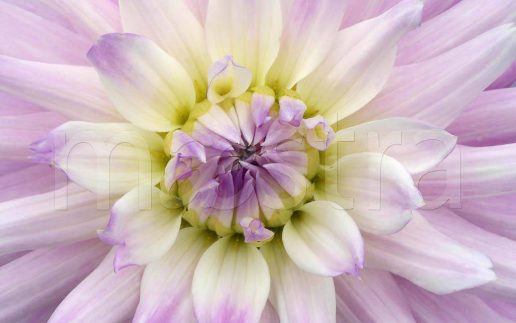 Фотообои Сиреневый цветок
