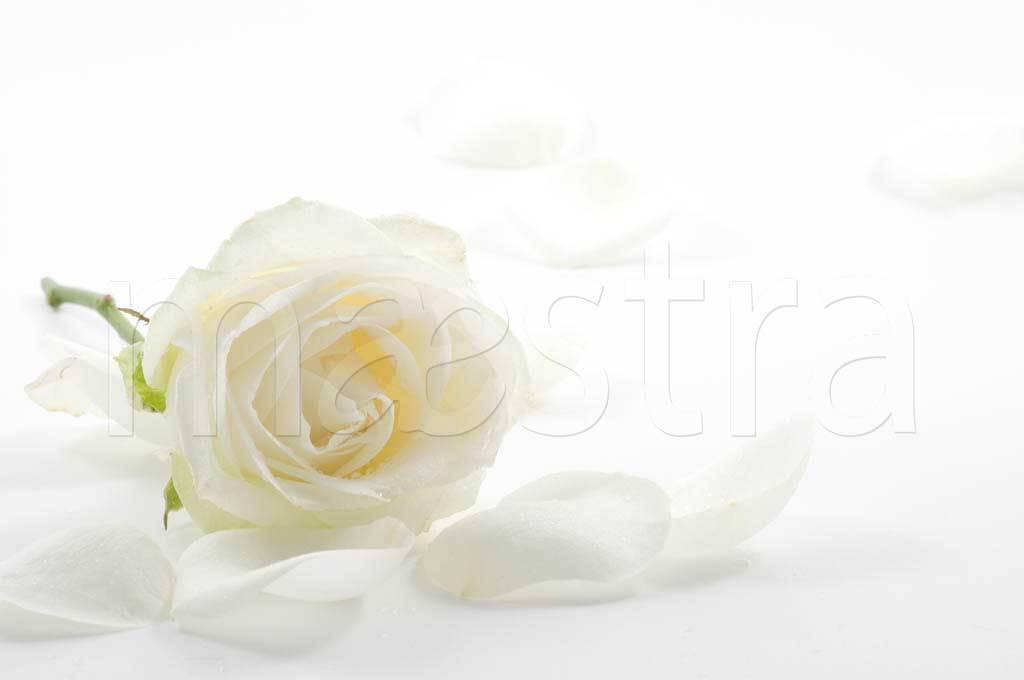 Фотообои Белая роза и лепестки