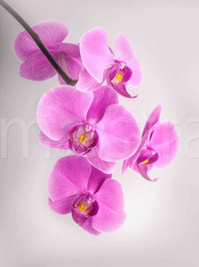 Фотообои Розовая орхидея спускающаяся сверху