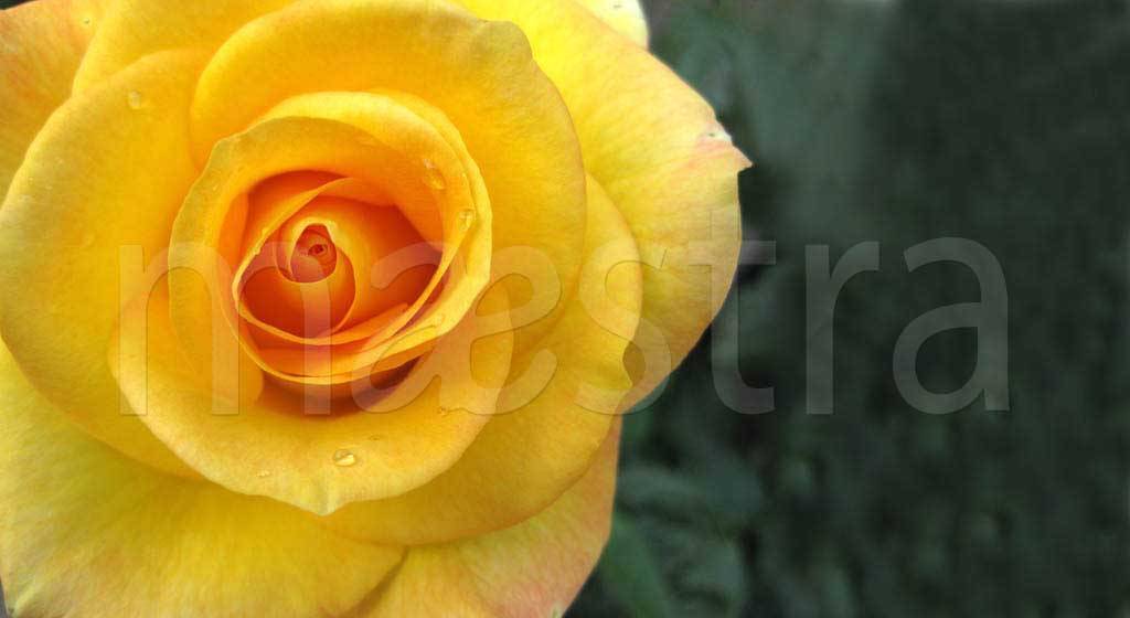Фотообои Желтые розы красивые
