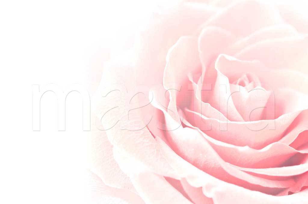 Фотообои Нежная роза нарядная