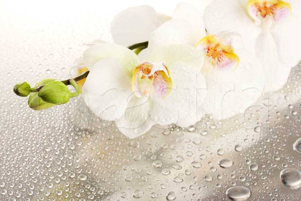 Фотообои Белая орхидея на стекле с каплями воды