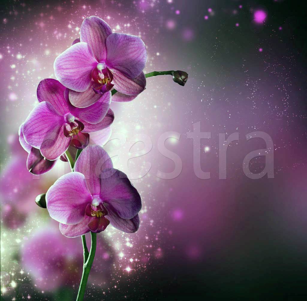 Фотообои Цветок фиолетовой орхидеи