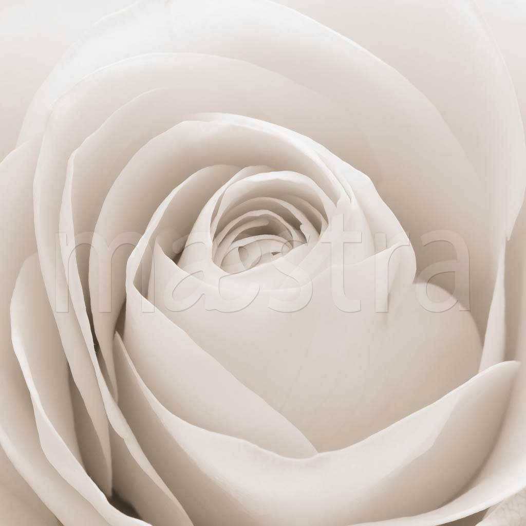 Фотообои Белая роза нарядная