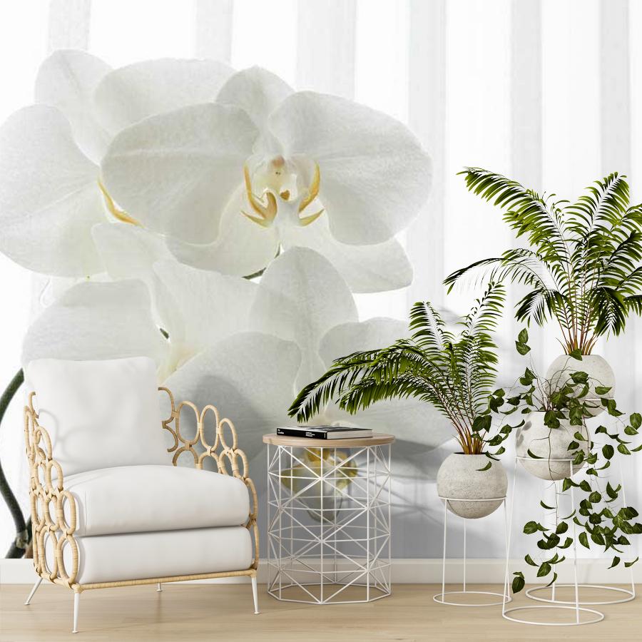 фотообои белая орхидея видная 10-158