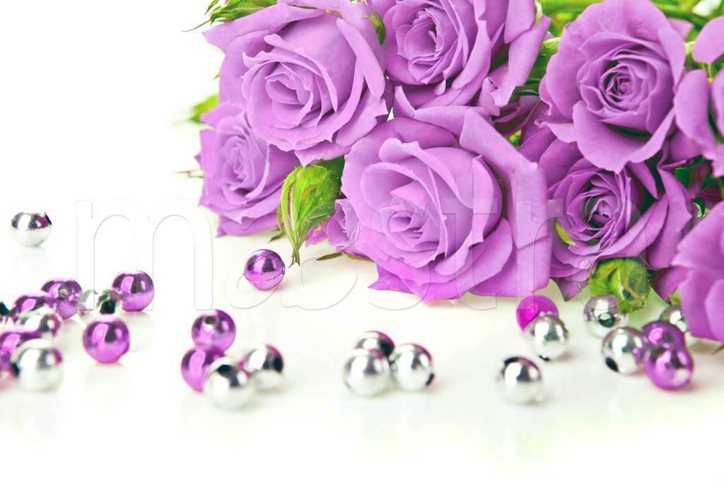 Фотообои Роза фиолетовая с жемчугом