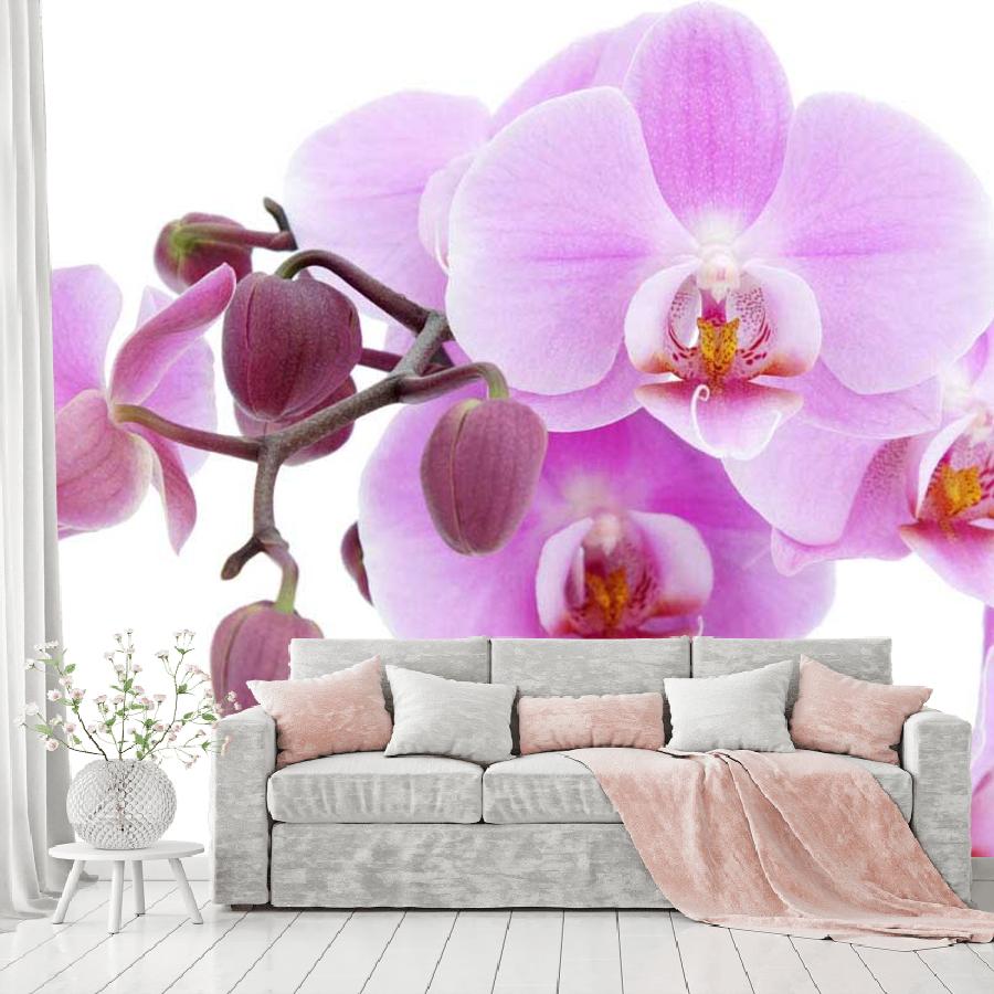 фотообои розовая орхидея на белом фоне 10-169 фотообои розовая орхидея на белом фоне 10-169