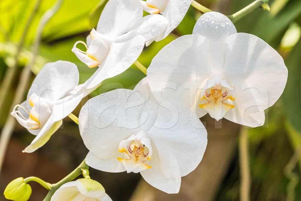 Фотообои Красивая веточка орхидеи