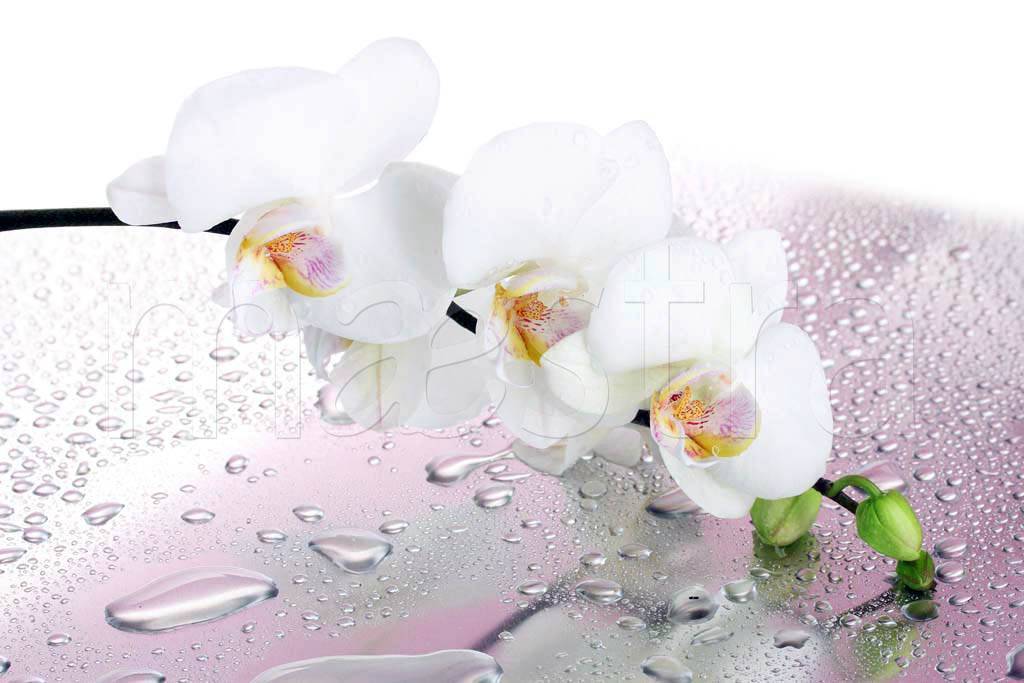 Фотообои Ветка белой орхидеи с каплями воды 3д