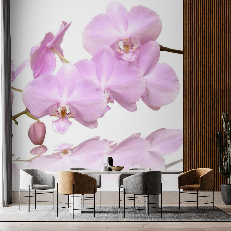 фотообои ветка орхидеи на светлом фоне 10-150