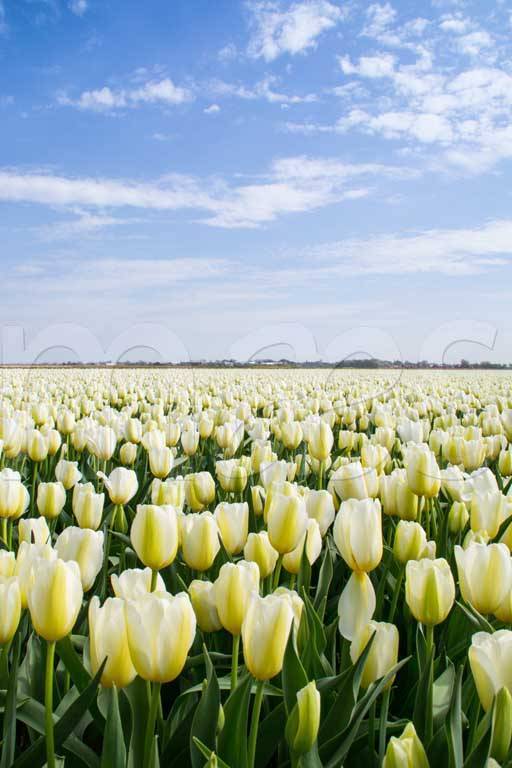 Фотообои Бескрайние поля белых тюльпанов
