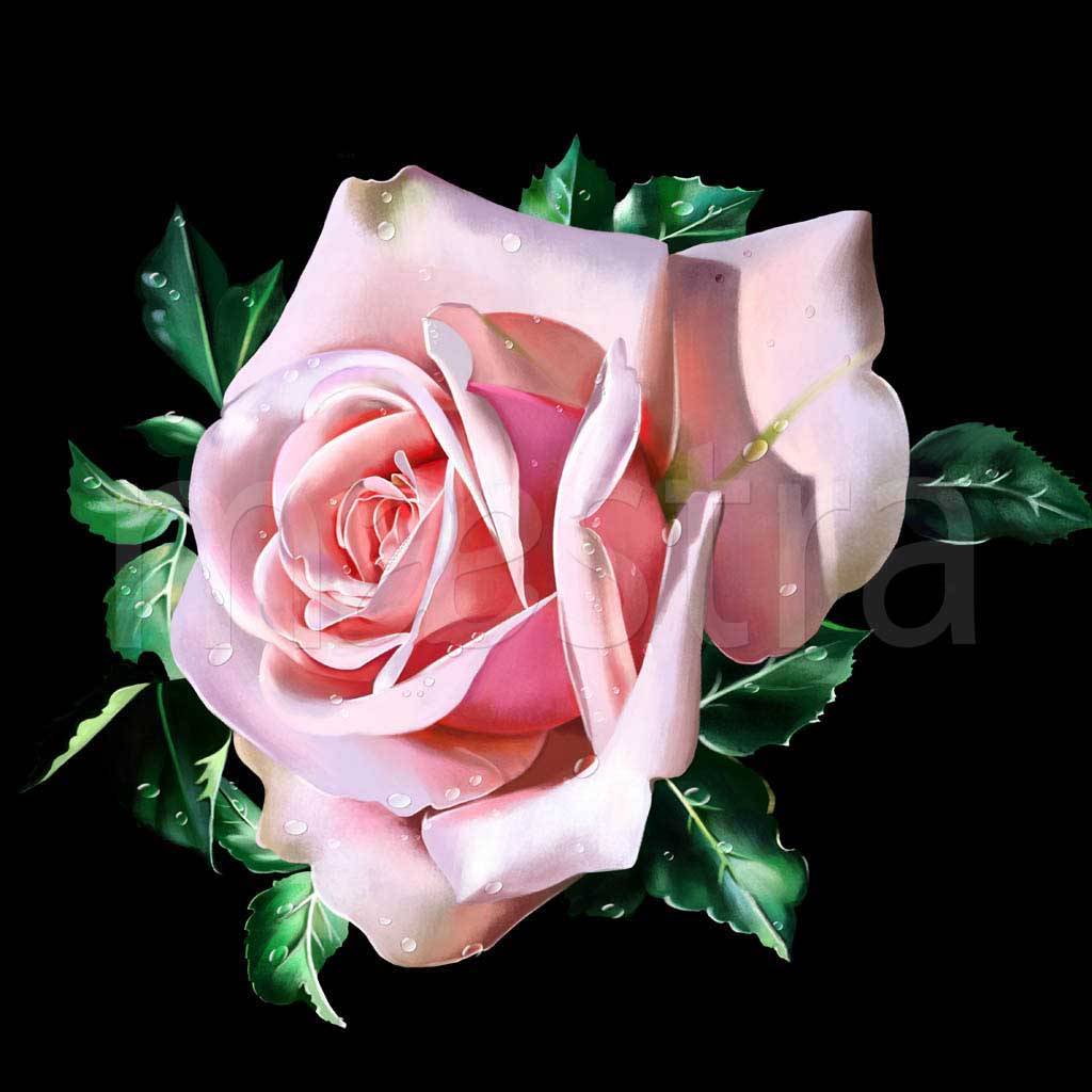 Фотообои Розовая роза на черном фоне