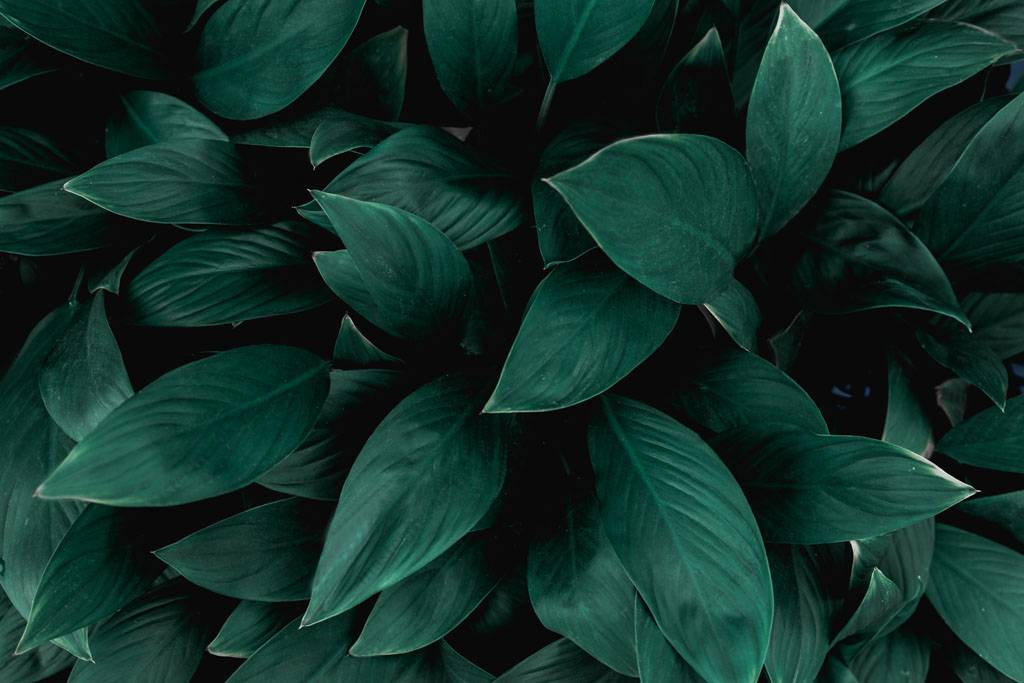 Фотообои Темные листья