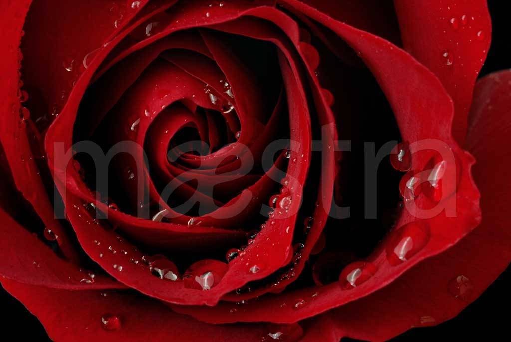 Фотообои Красная роза с капельками росы