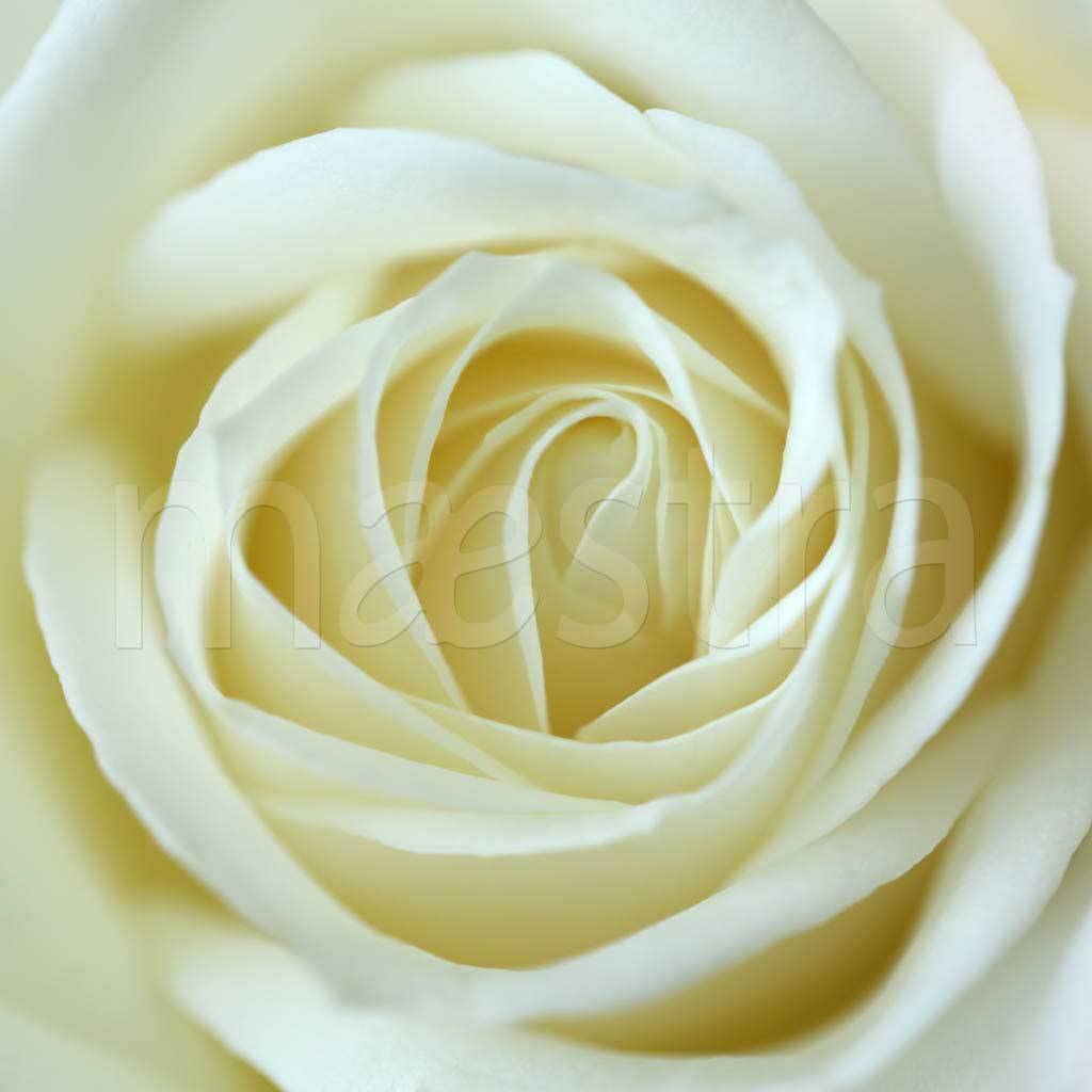 Фотообои Белая роза восхитительная