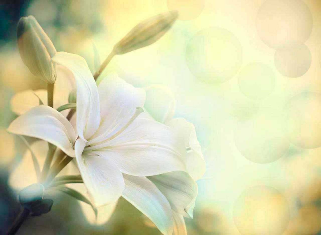 фотообои лилия утонченная 10-362