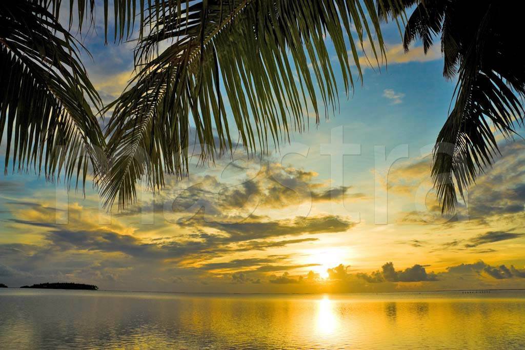 Фотообои Пальмы с видом на море