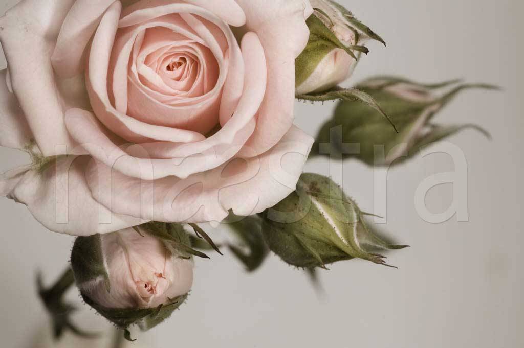 Фотообои Чайная роза