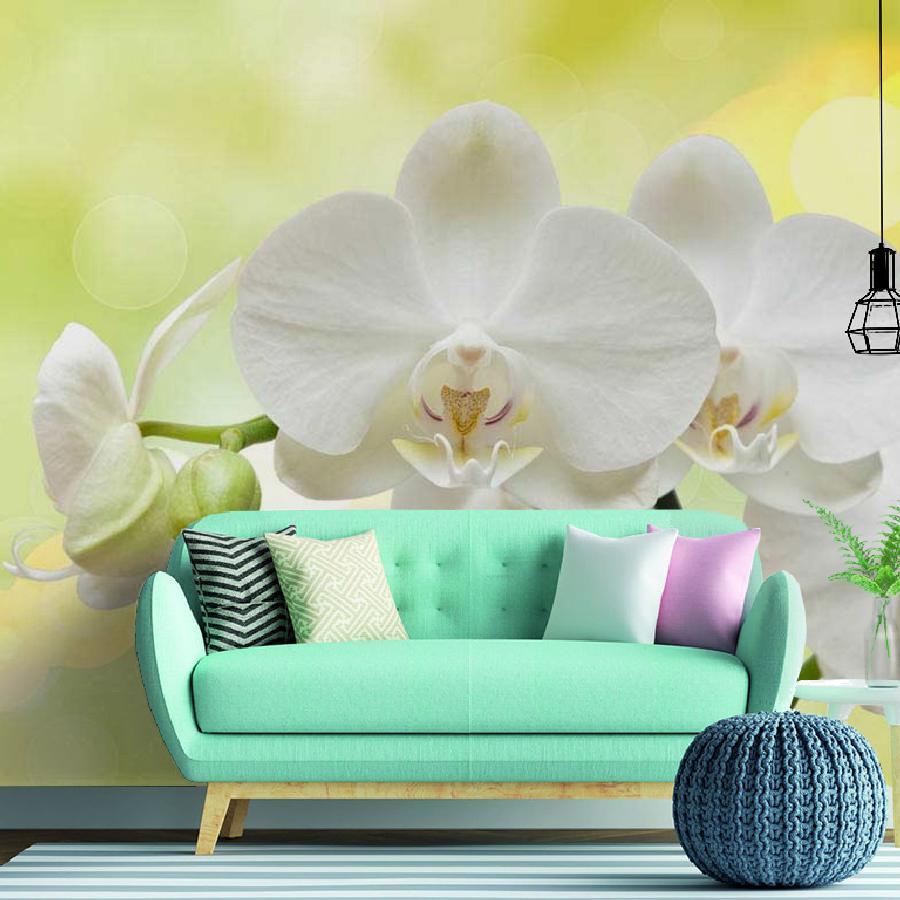 фотообои белая орхидея на зеленом фоне 10-184