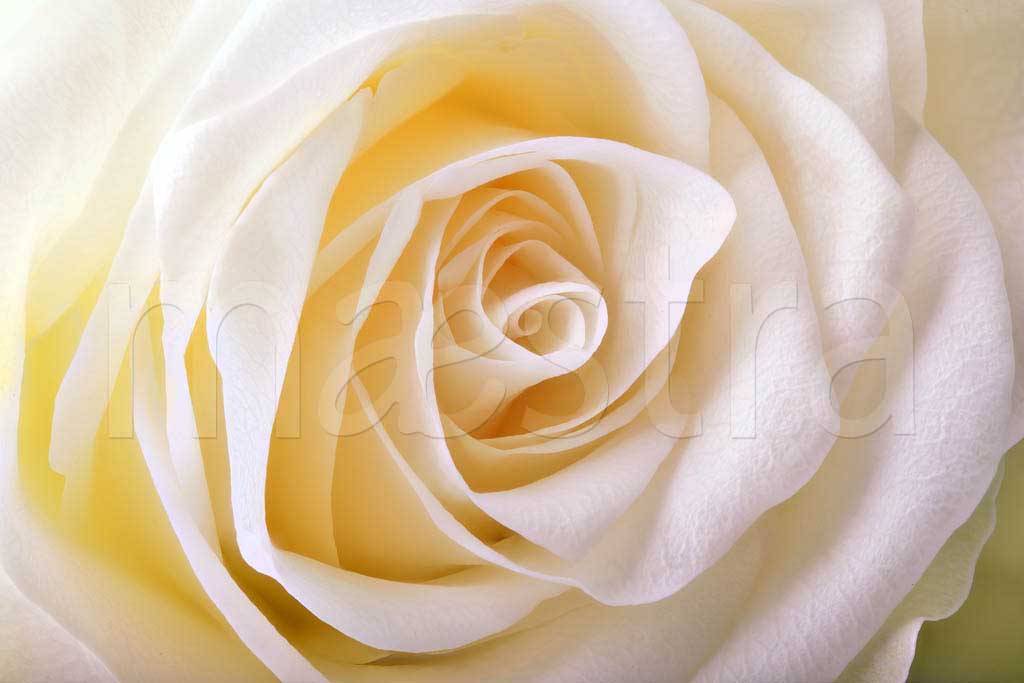 Фотообои Чайная роза роскошная