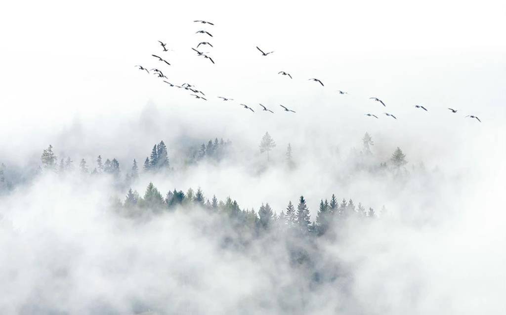 Фотообои Птицы над лесом
