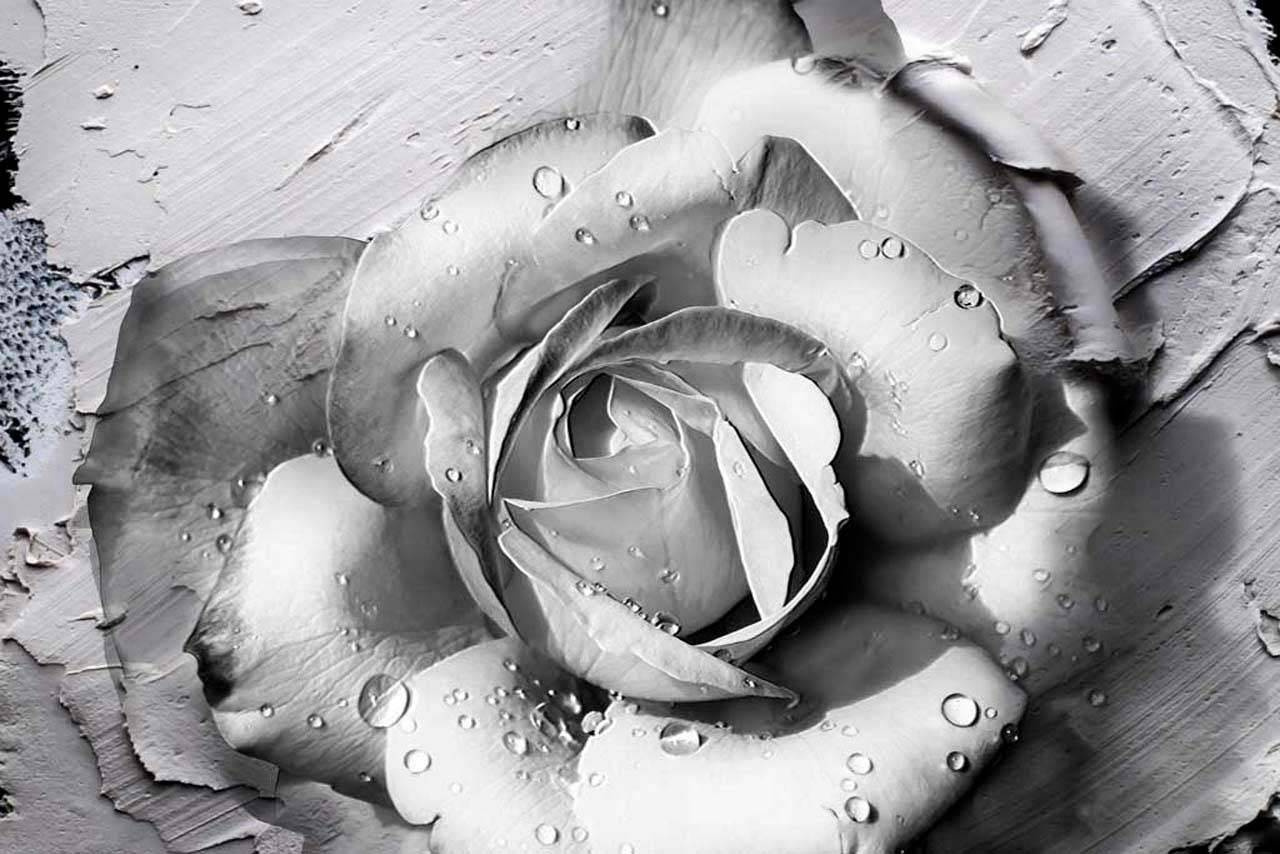 Фотообои Объемная роза с каплями росы из лепнины