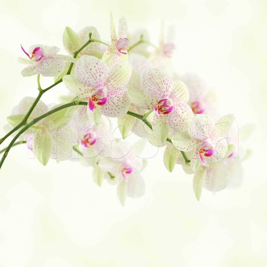 Фотообои Белая орхидея с розовым пигментом