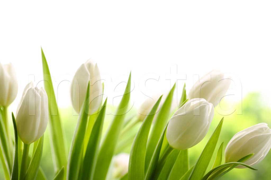 Фотообои Бутоны белых тюльпанов