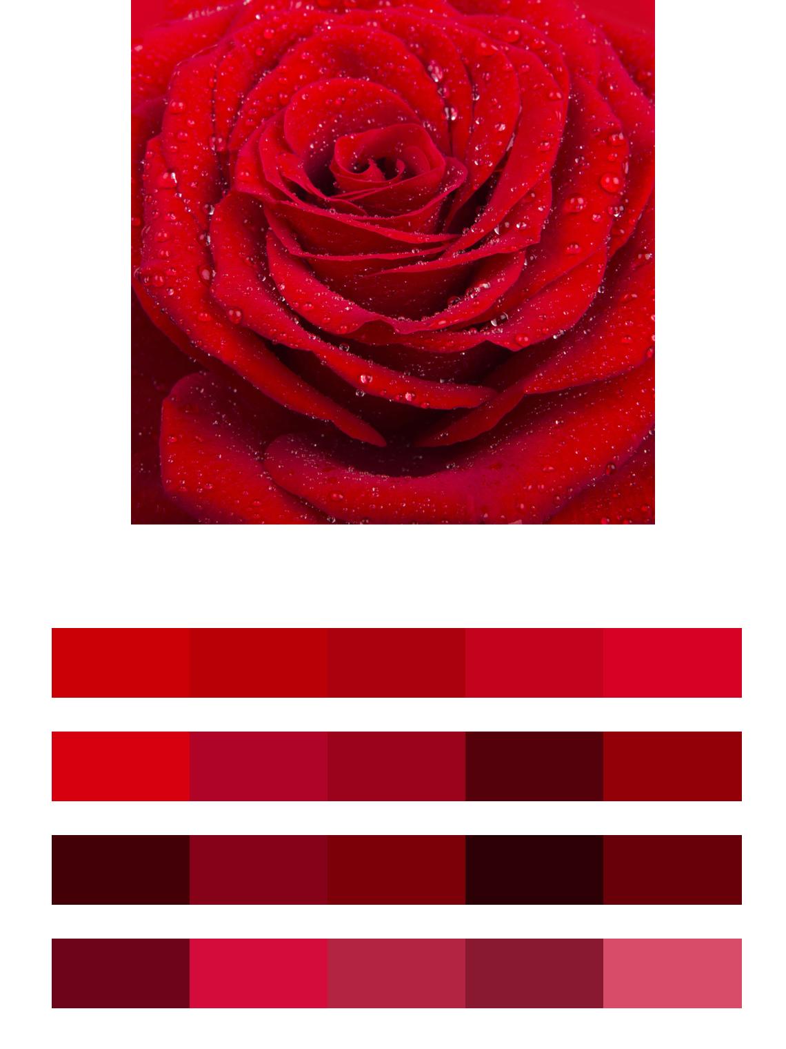 Красная роза цвета