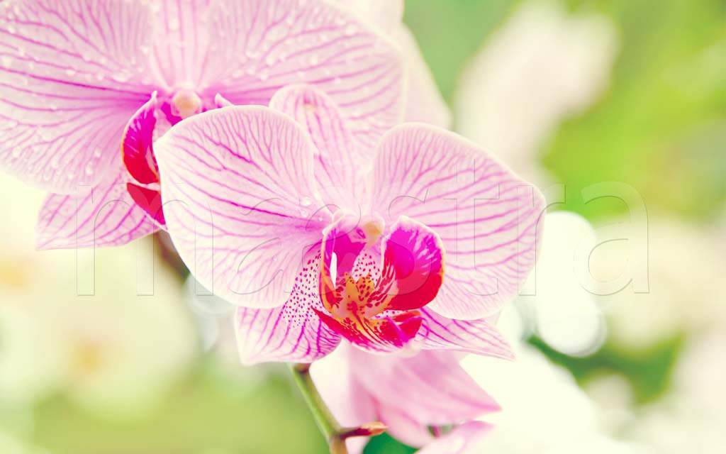Фотообои Нежный цветок орхидеи