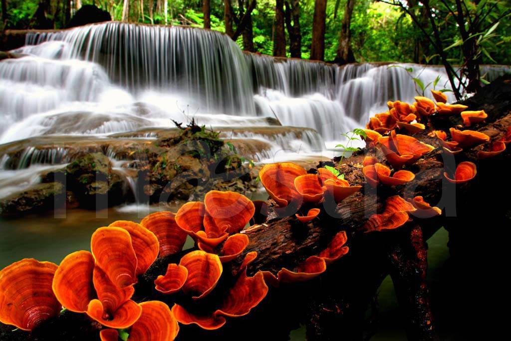 Фотообои Живописный водопад