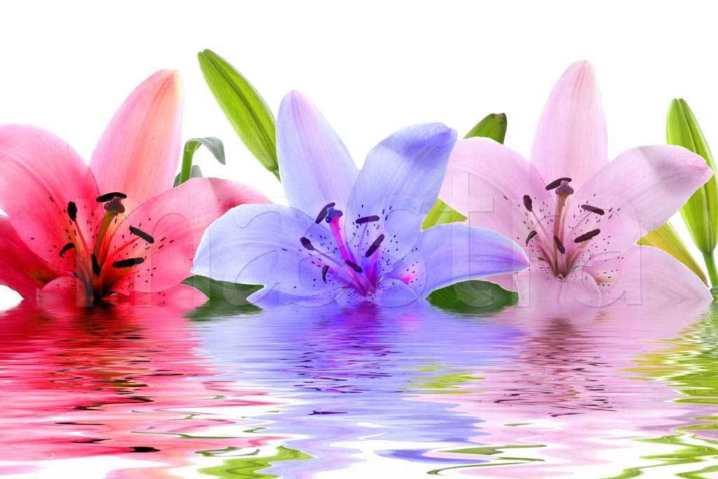 Фотообои Цветные лилии