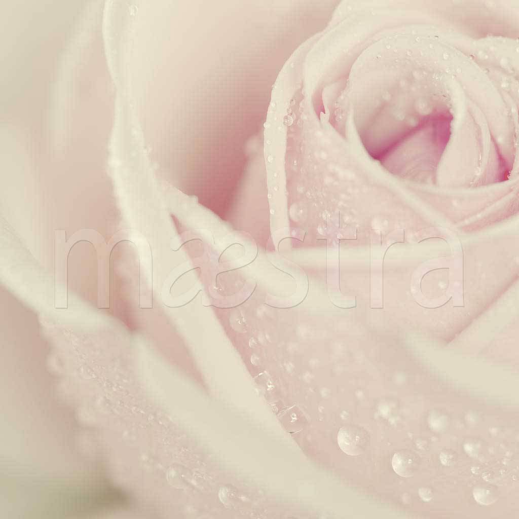 Фотообои Прекрасная розовая роза с каплями росы