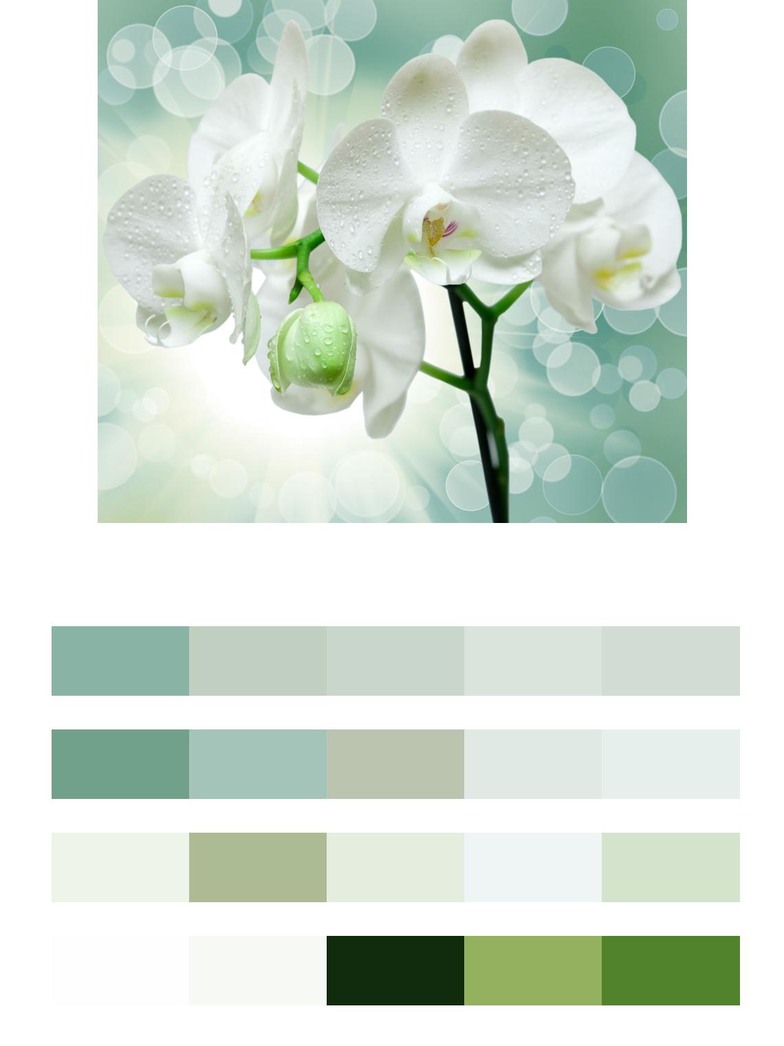 Белая орхидея в интерьере цвета
