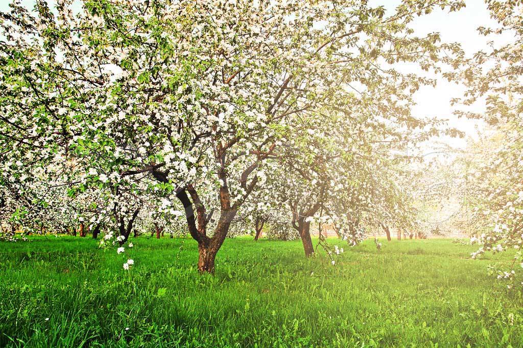 Фотообои Яблони весной