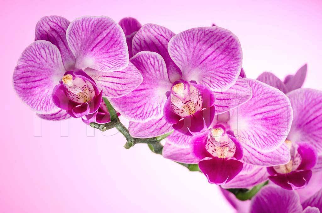 Фотообои 3д орхидея насыщенная
