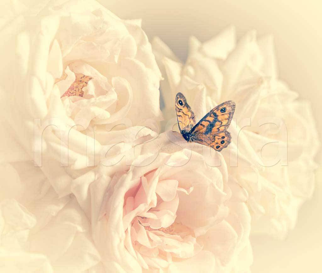 Фотообои Бабочка в розах