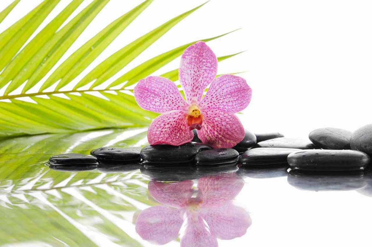 фотообои цветок орхидеи на черных камнях 10-205