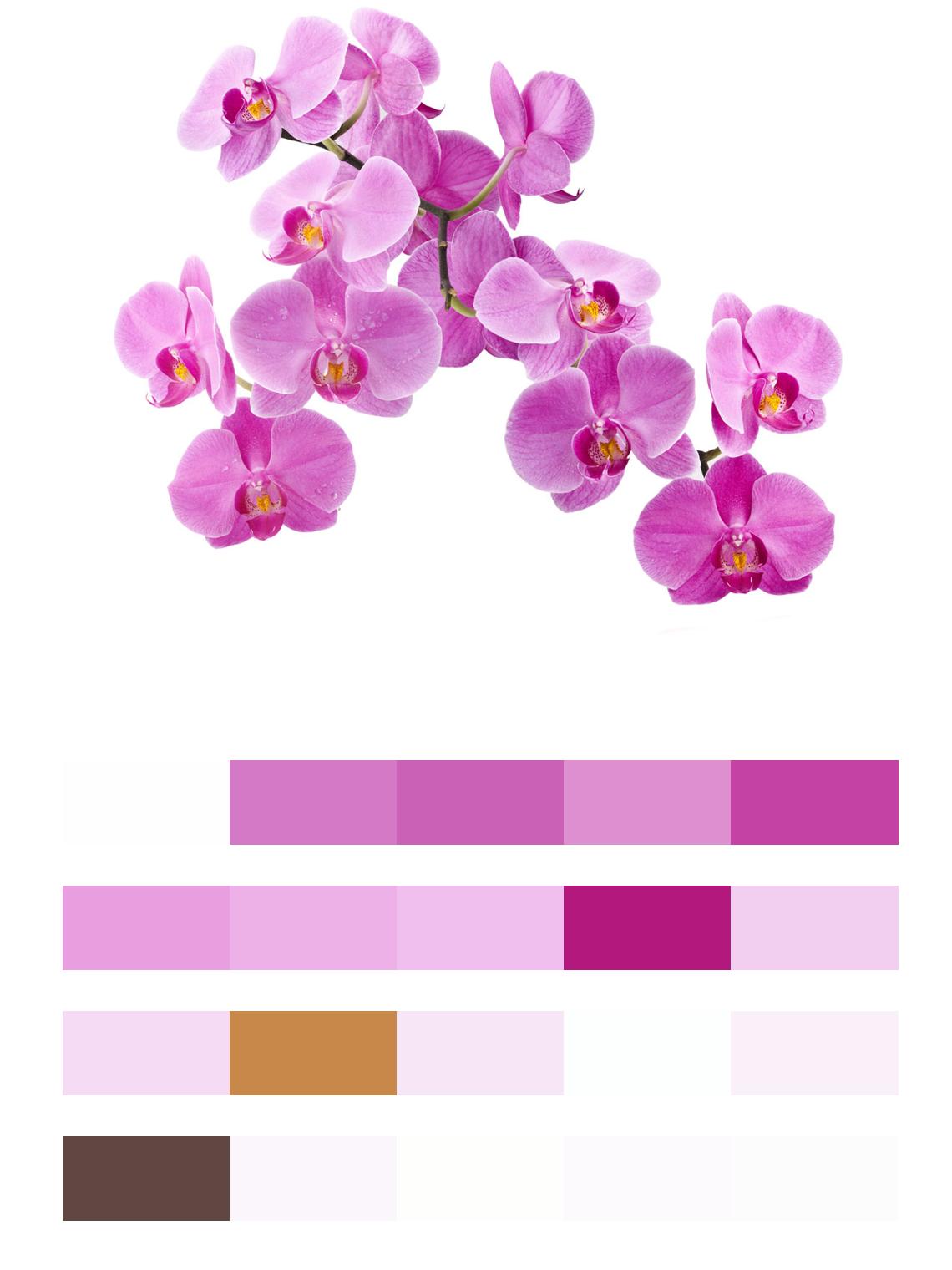Яркая розовая орхидея цвета