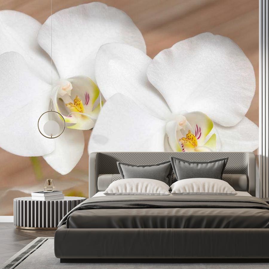 фотообои белая орхидея изящная 10-160
